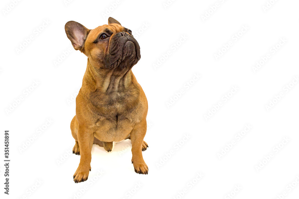 dog French Bulldog breed sitting on a white background isolate, the concept of the content and care of pets, veterinarian and dog handler