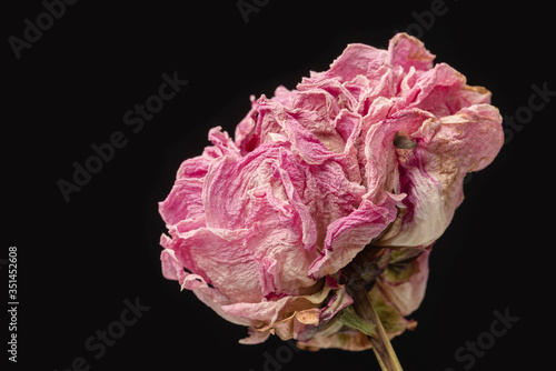 Dried pink peony flower on a black background