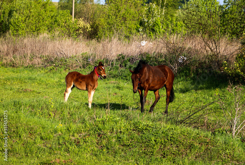  beautiful slender brown mare walks on the green grass in the field, along with small cheerful foal. Horses graze in a green meadow on asunny day.
