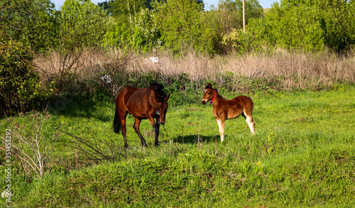  beautiful slender brown mare walks on the green grass in the field, along with small cheerful foal. Horses graze in a green meadow on asunny day.