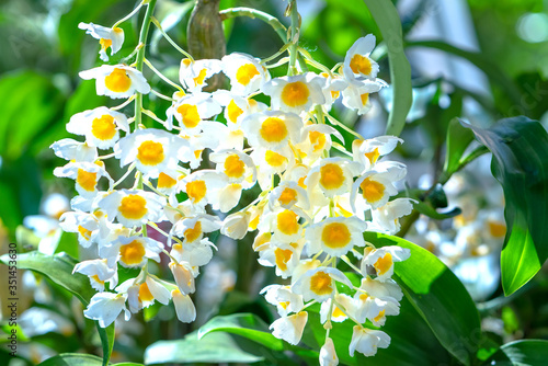 Fototapeta Naklejka Na Ścianę i Meble -  Dendrobium Aphyllum orchids flowers bloom in spring adorn the beauty of nature, a rare wild orchid decorated in tropical gardens