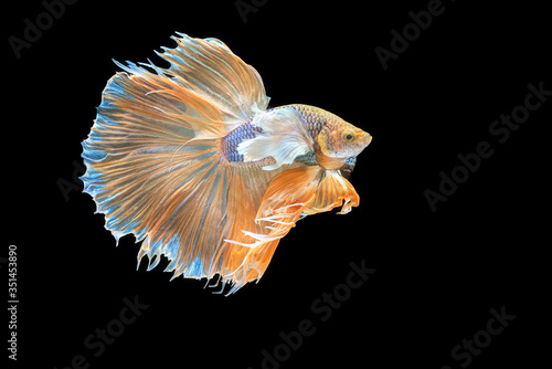 Halfmoon fighting fish is a beautiful betta fish with a half-circle shaped tail. There are many beautiful colors that are red, blue, orange and white. Isolated on black background. © Jack