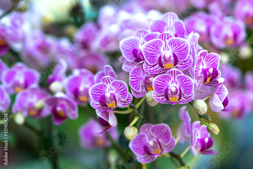 Phalaenopsis orchids flowers bloom in spring adorn the beauty of nature  a rare wild orchid decorated in tropical gardens