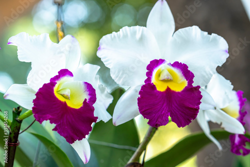 Cattleya Labiata flowers bloom in the spring sunshine  a rare forest orchid decorated in tropical gardens
