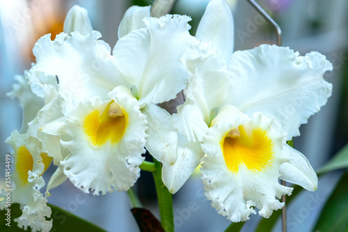 Cattleya Labiata flowers bloom in the spring sunshine, a rare forest orchid decorated in tropical gardens