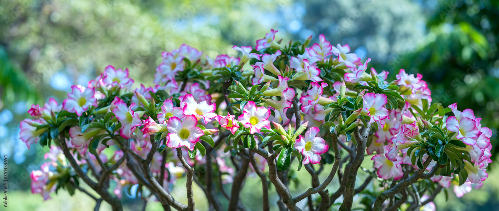 Obraz premium Tropical frangipani bonsai tree flowers blooming in the garden flavor shine when spring comes