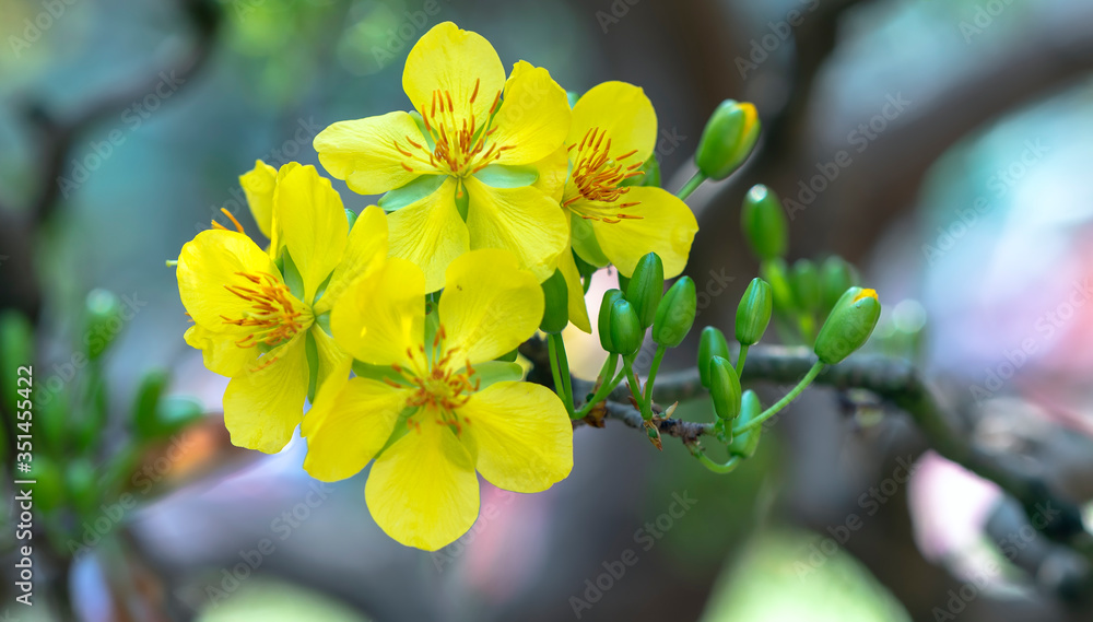 Yellow apricot flowers blooming fragrant petals signaling spring has come, this is the symbolic flower for good luck Yellow apricot flowers blooming fragrant petals signaling spring has come, this is the symbolic flower for good luck