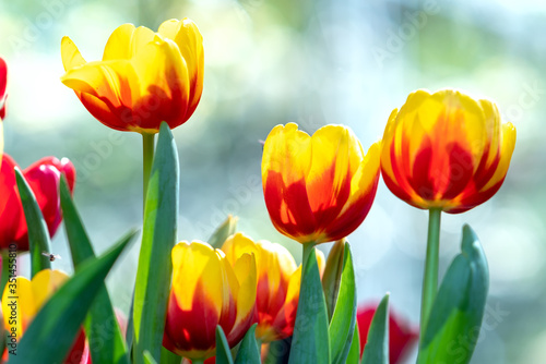 Tulips bloom in spring sunshine with brilliant colors rising up full of vitality in garden