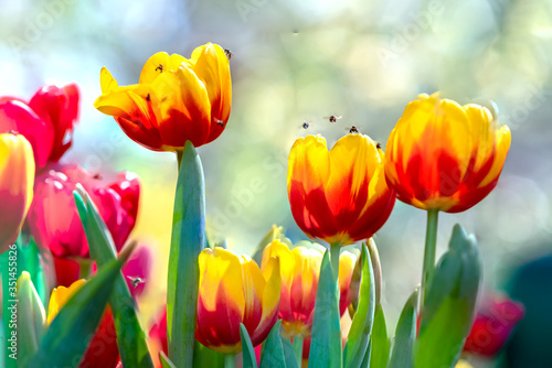 Tulips bloom in spring sunshine with brilliant colors rising up full of vitality in garden