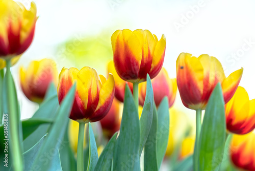 Tulips bloom in spring sunshine with brilliant colors rising up full of vitality in garden