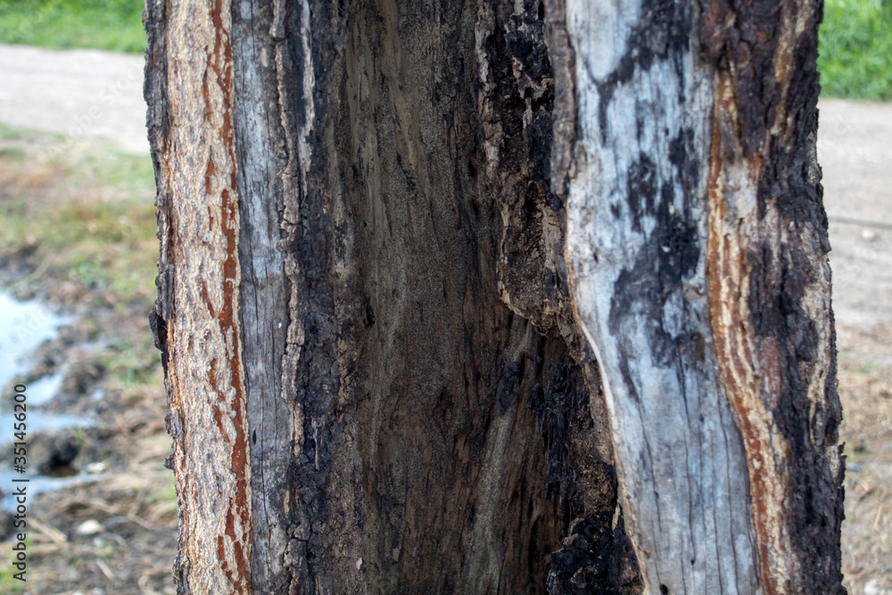 The tree that eats termites, the nest of the termites that perch on the tree. The tree that eats termites, the nest of the termites that perch on the tree.