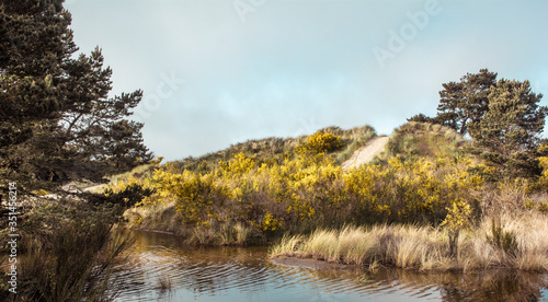 Rocky Foggy California / Oregon Coastline 