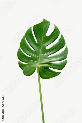 Monstera delicosa plant leaf on a white background