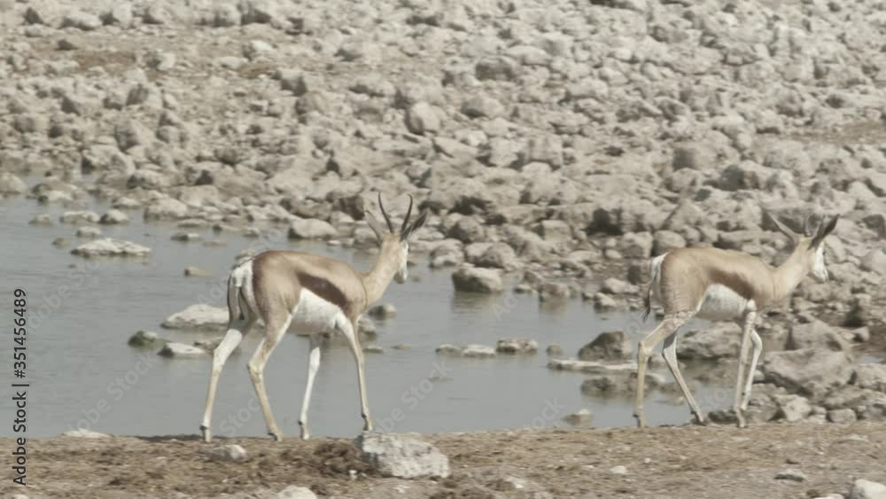 Panning shot of antelopes walking by lake at national park during sunny day - Etosha National Park, Namibia Panning shot of antelopes walking by lake at national park during sunny day - Etosha National Park, Namibia