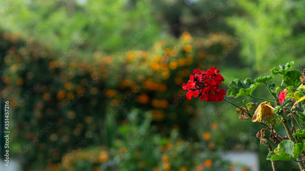 Red rose Red rose