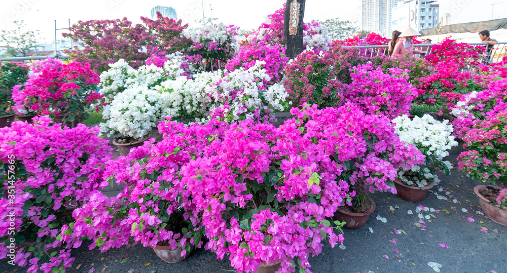 Bougainvillea glabra flower pots for sale along the street in the year-end flower market are fresh and beautiful