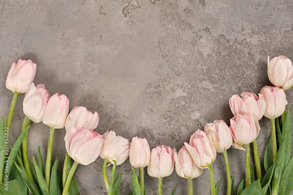 Flatlay light pink white tulips on light gray textured background. Flat lay, top view, copy space. Spring, fresh, nature. Creative minimal, floristic shop Woman's Day Mother's St. Valentine's Day - obrazy, fototapety, plakaty 