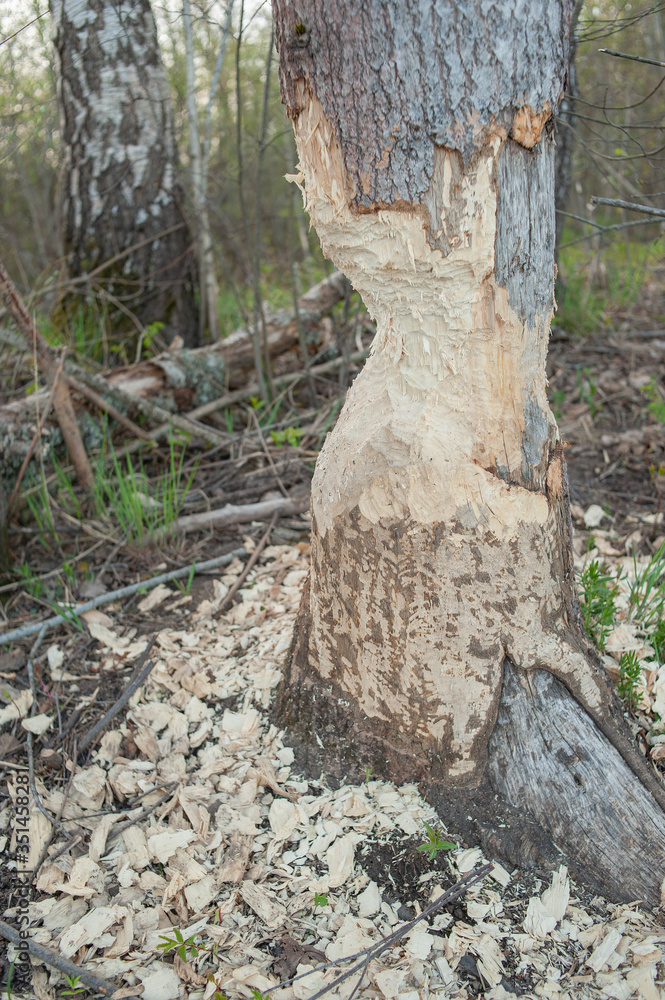 Tree with marks of beaver teeth. Damage to trees beavers. Negative activity of beavers in the woods Tree with marks of beaver teeth. Damage to trees beavers. Negative activity of beavers in the woods