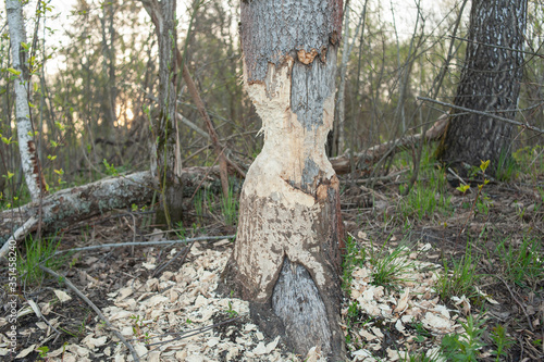 Tree with marks of beaver teeth. Damage to trees beavers. Negative activity of beavers in the woods
