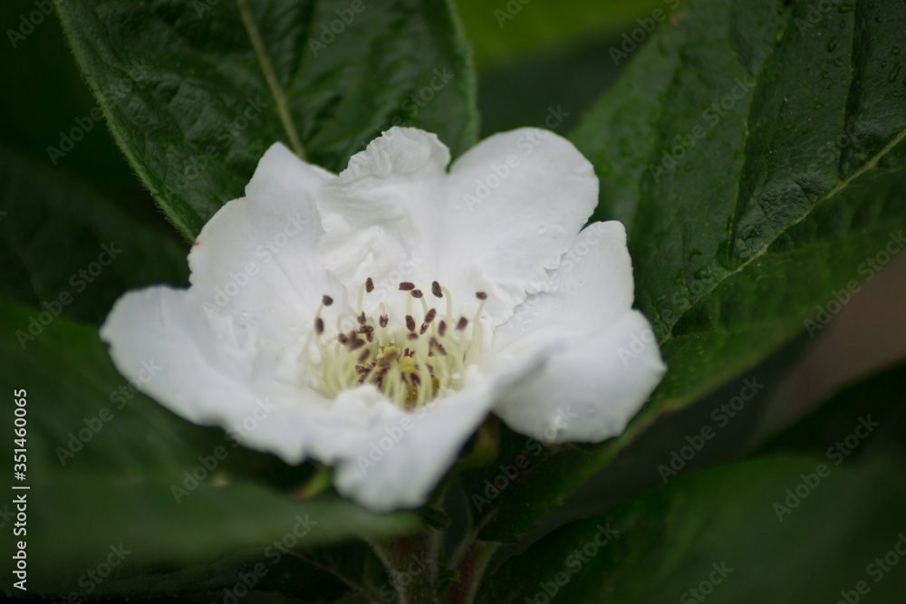 Close-up of quince tree blossom, white tender flower macro, spring season, selective focus, seasonal nature flora, stamens of a flower bloom Close-up of quince tree blossom, white tender flower macro, spring season, selective focus, seasonal nature flora, stamens of a flower bloom