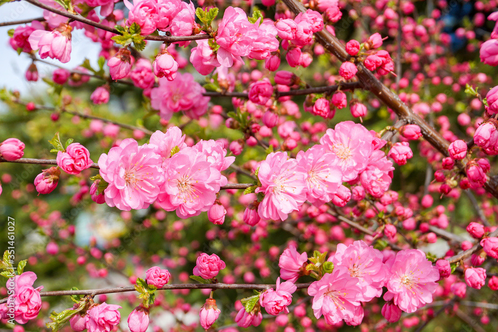 incredible bright pink blooming sakura, famous Japanese tree, bush during flowering, soft colorful petals, spring May background incredible bright pink blooming sakura, famous Japanese tree, bush during flowering, soft colorful petals, spring May background