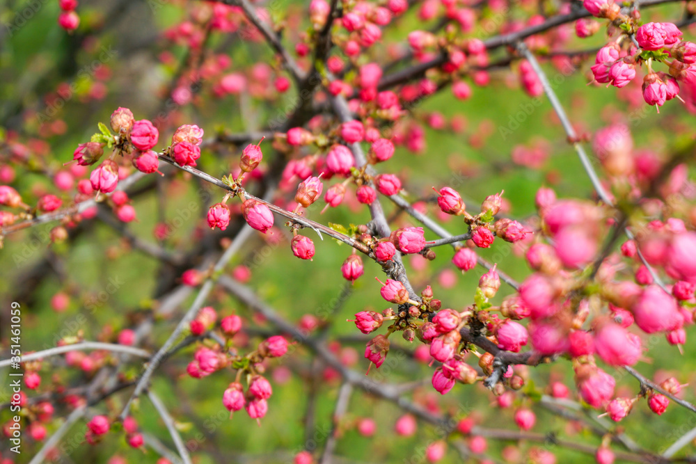 Sakura is almost blooming, pink buds on the branches of a cherry bush, colorful motley background
Sakura is almost blooming, pink buds on the branches of a cherry bush, colorful motley background