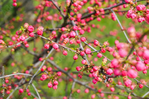 Sakura is almost blooming, pink buds on the branches of a cherry bush, colorful motley background 