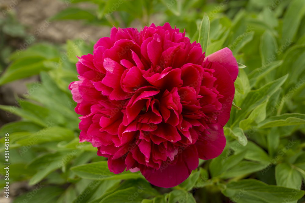 Peony pink flower in garden. Peonies are native to Asia, Europe and Western North America. Most are herbaceous perennial plants 0.25–1 metre tall.They have compound, deeply lobed leaves.  