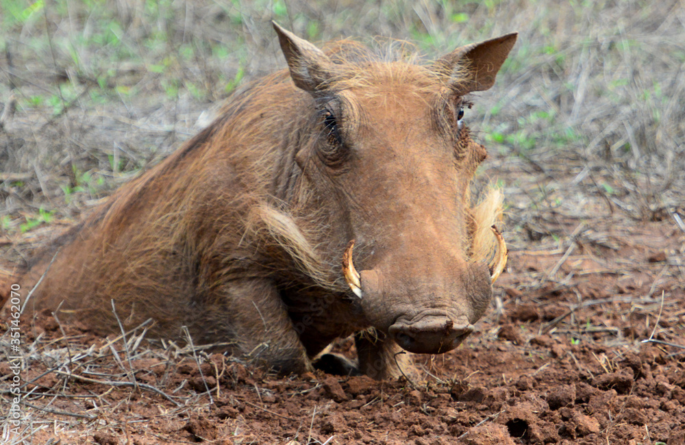 Warzenschwein im Hlane Nationalpark in Swasiland Warzenschwein im Hlane Nationalpark in Swasiland