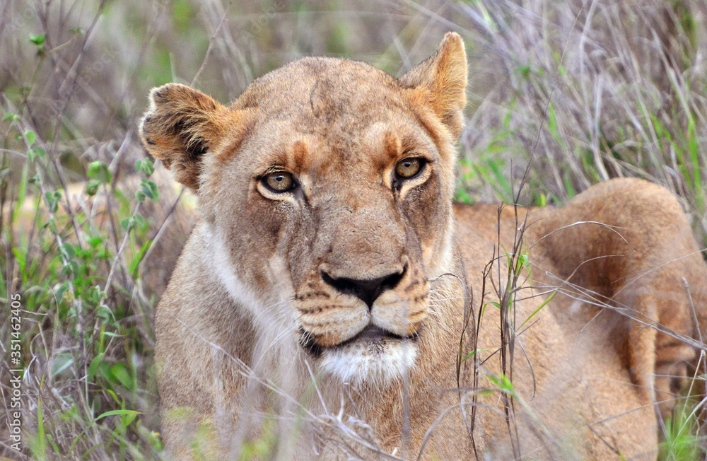 Hlane Royal National Park, Swaziland,,young lioness
Junge Löwin im Hlane Nationalpark, Swasiland Hlane Royal National Park, Swaziland,,young lioness
Junge Löwin im Hlane Nationalpark, Swasiland