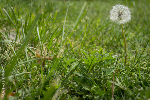Closeup dandelion in Spring Nature scene. Park with dandelions, Green Grass, Trees and flowers. Tranquil Background, sunlight. Beauty in nature.