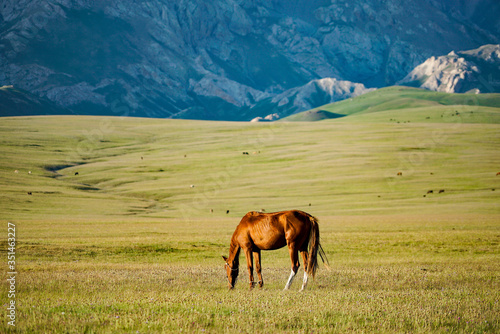 The horse is eating grass with a beautiful landscape at Song Kul Lake grassland in the summertime, Song Kul Lake, Kyrgyzstan  © Wit.Siri