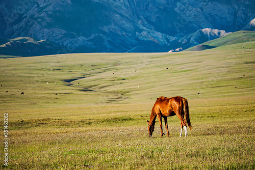 The horse is eating grass with a beautiful landscape at Song Kul Lake grassland in the summertime, Song Kul Lake, Kyrgyzstan  © Wit.Siri