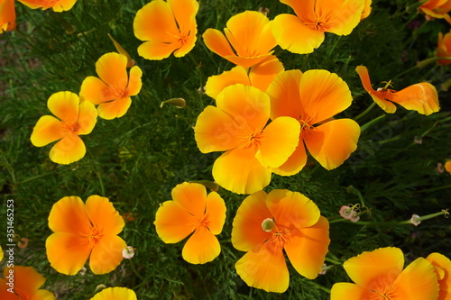 California poppy (Eschscholzia californica) flower captured from above. It is native to grassy and open areas from sea level to 2,000m (6,500 feet). Yellow and orange color flower
