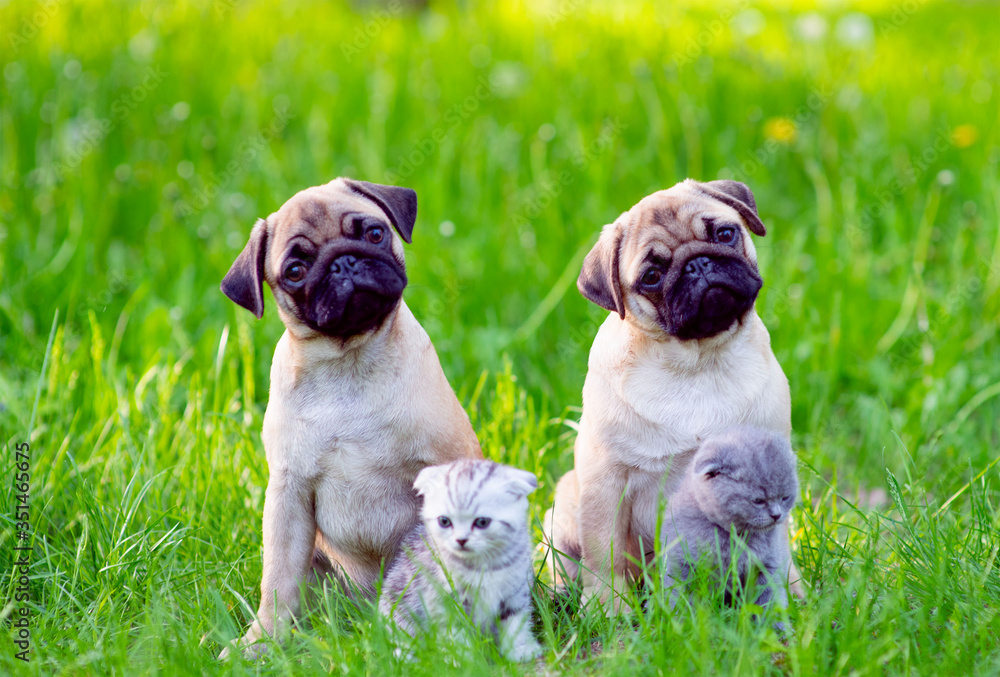 Two Pug puppies and two Scot kittens sit next to the green grass in the summer in the park Two Pug puppies and two Scot kittens sit next to the green grass in the summer in the park