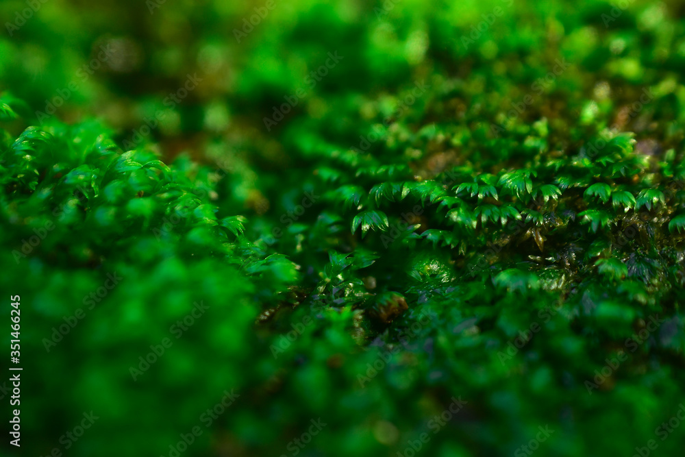 Beautiful macro Green Moss background texture in nature Beautiful macro Green Moss background texture in nature