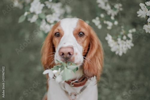 Fototapeta Naklejka Na Ścianę i Meble -  portrait of a russian spaniel puppy with flowera