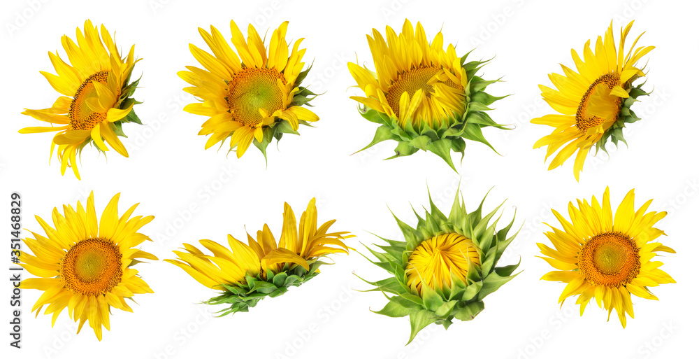 Beautiful sunflowers on white background Beautiful sunflowers on white background