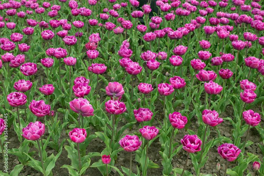 Fototapeta premium Field of violet, lilac bright multi-leaf varietal tulips in a botanical garden or city park.