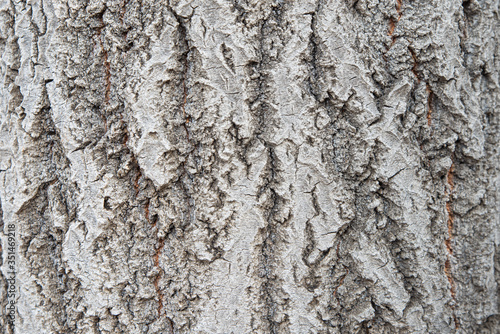 Background from the bark of an old aspen