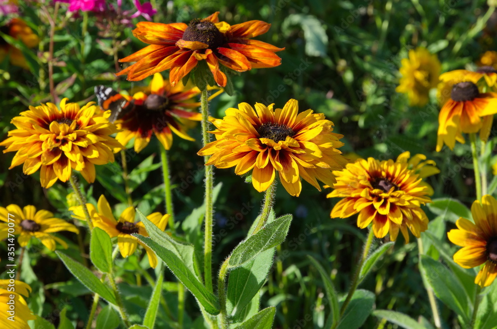 yellow flowers in the garden