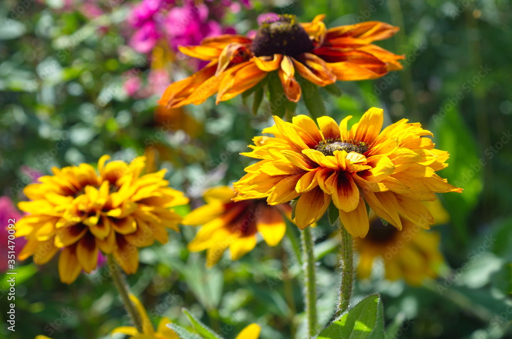 Fototapeta premium Terry rudbeckia in the garden close-up