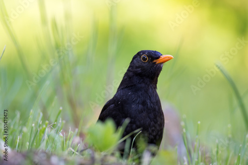 blackbird © Perytskyy