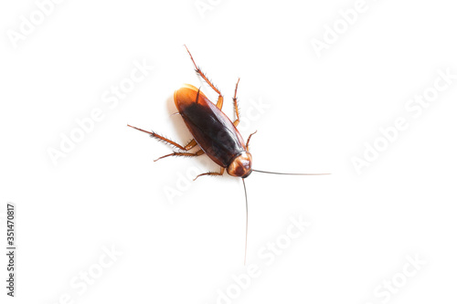 Cockroach on isolated white background,Dead cockroachs on white