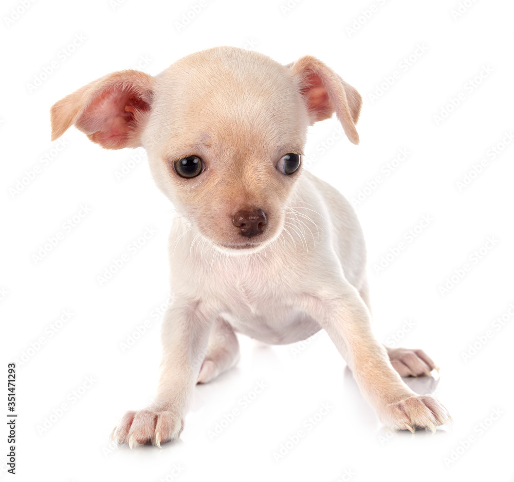 Obraz premium chihuahua in studio