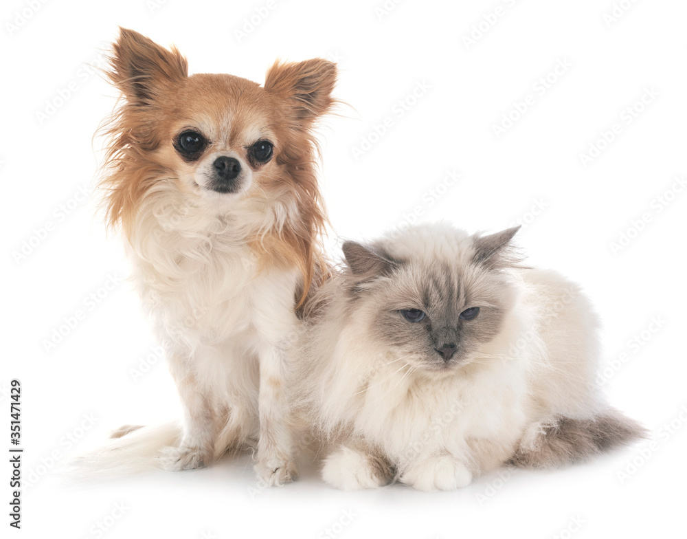 birman cat and chihuahua birman cat and chihuahua