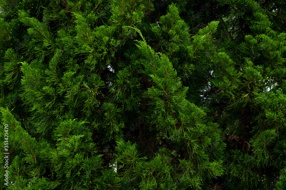 Pine tree twig closeup background,Nice fir branches green pine Pine tree twig closeup background,Nice fir branches green pine