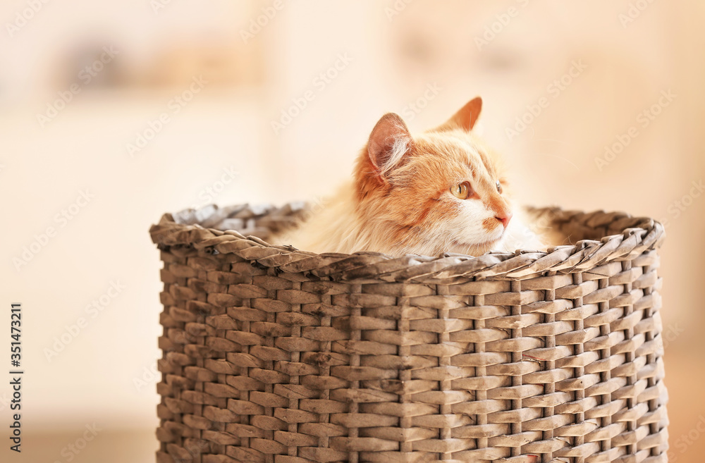 Cute funny cat in wicker basket at home - obrazy, fototapety, plakaty 