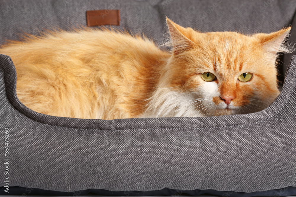 Cute funny cat in pet bed