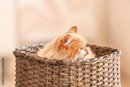Adorable orange fluffy cat ...
